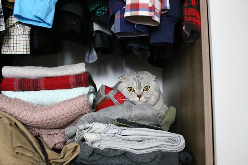Scottish Fold cat hiding in the closet