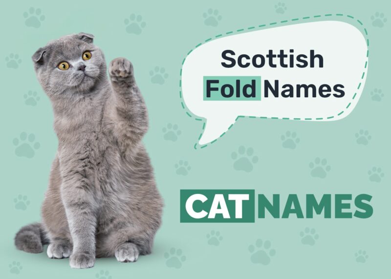 Scottish Fold Cat Names