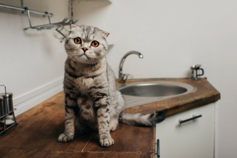 cat sitting on kitchen counter_LightField Studios, Shutterstock