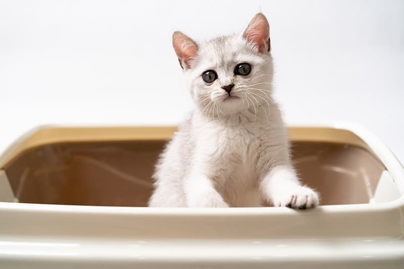 scottish fold kitten in the litter box