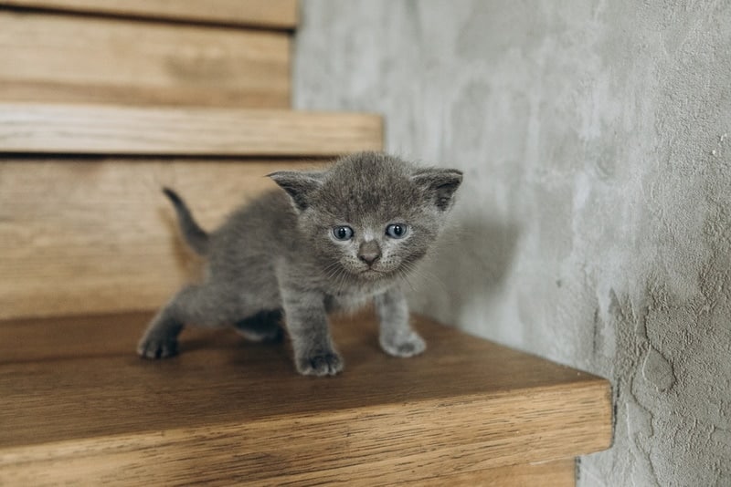 scottish fold kitten in the stairs