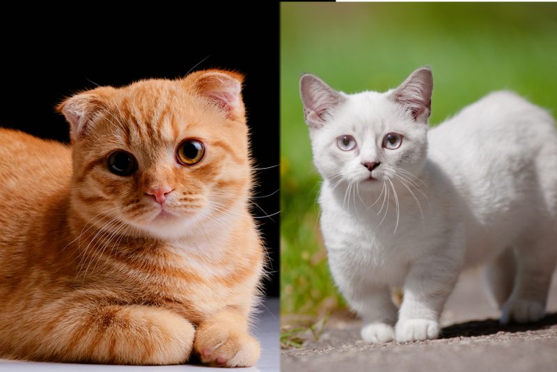 scottish fold munchkin mix featured image