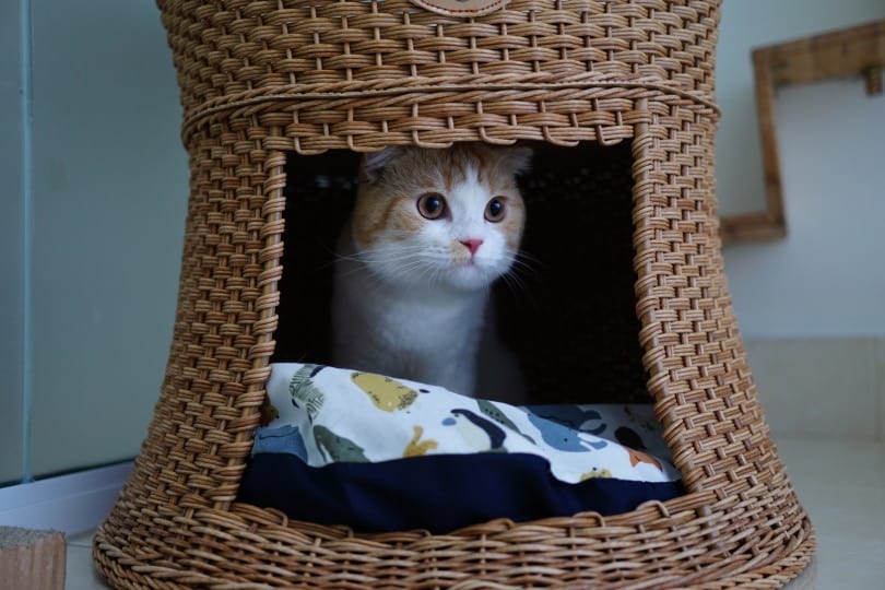 scottish folded cat on cat cave