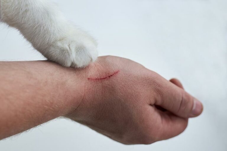 How to Treat a Cat Scratch 6 VetApproved Steps Catster