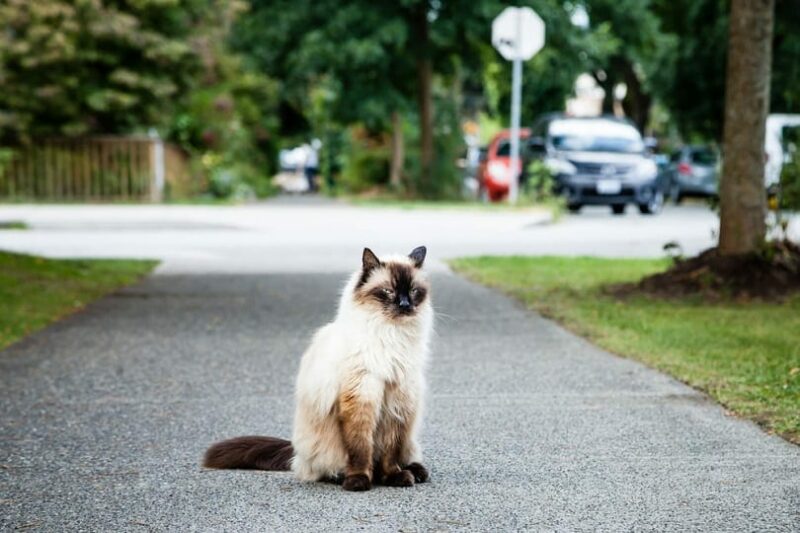 seal point Balinese on road