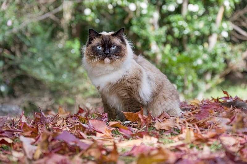 seal point ragdoll cat sitting in a park with autumn leaves