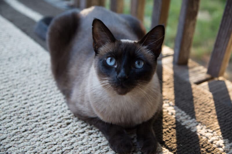 seal-point siamese cat