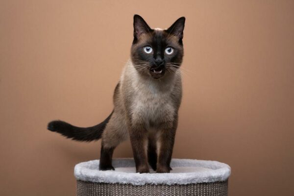 seal point siamese cat standing on scratching barrel meowing
