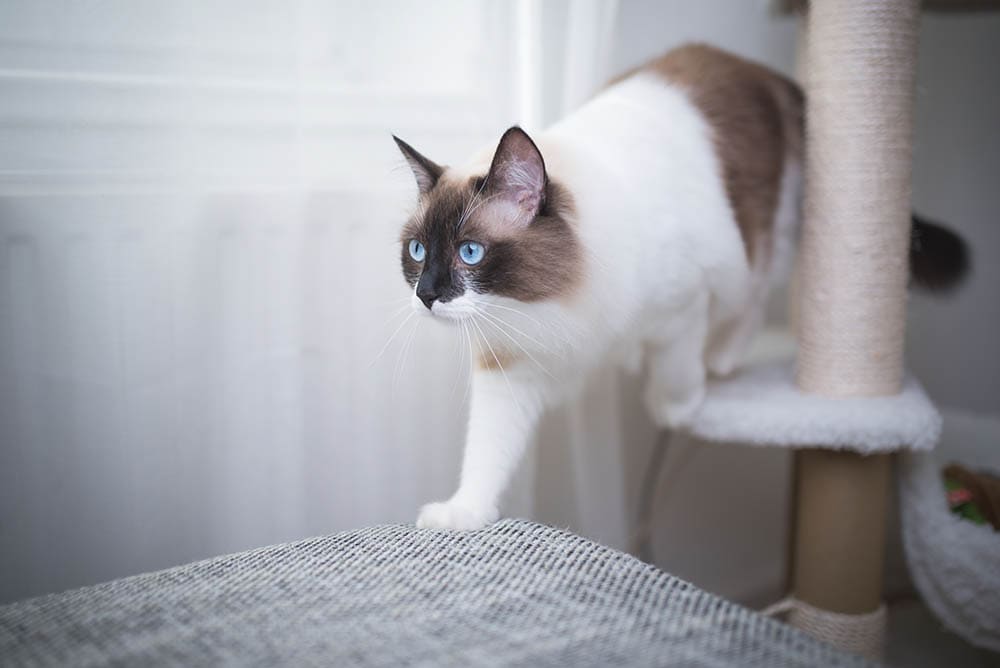 Seal Ragdoll stepping out of the cat tree