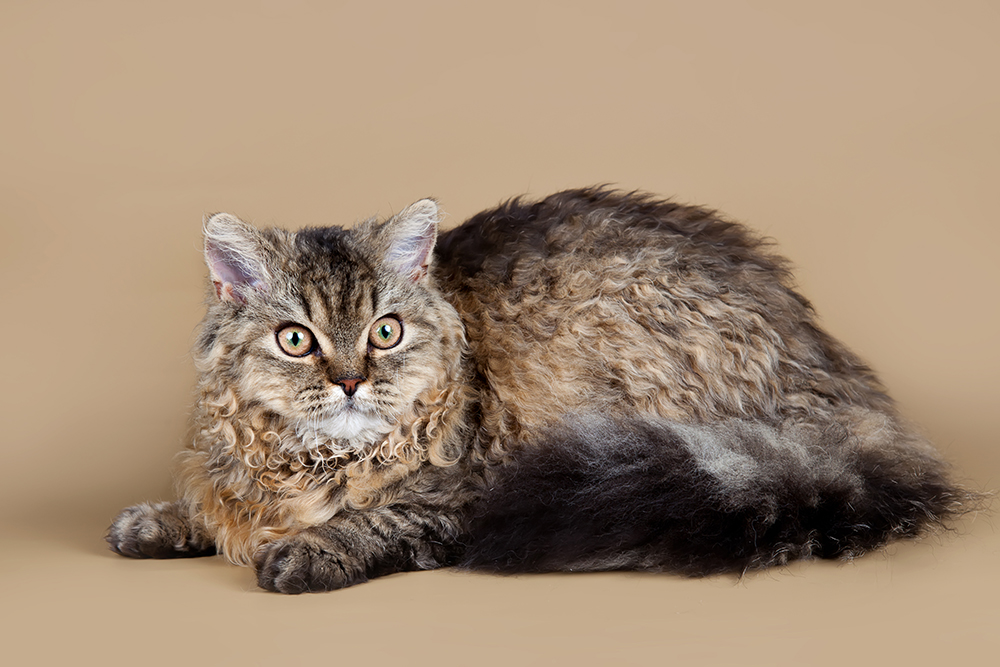 Selkirk rex cat on brown background