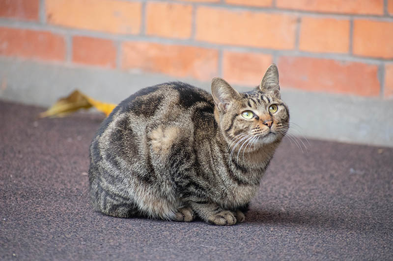 semi-feral cat sitting on the ground looking up