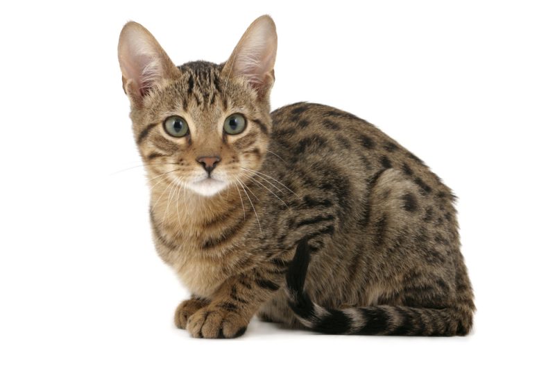 serengeti cat sitting on white background