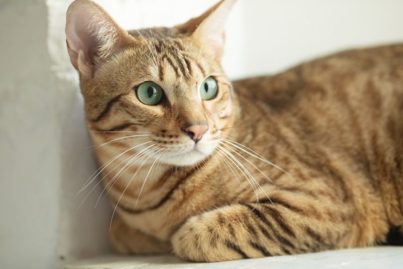 serengeti-cat-with-green-eyes-lying-on-the-floor