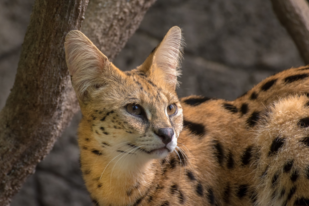 serval cat in the wild