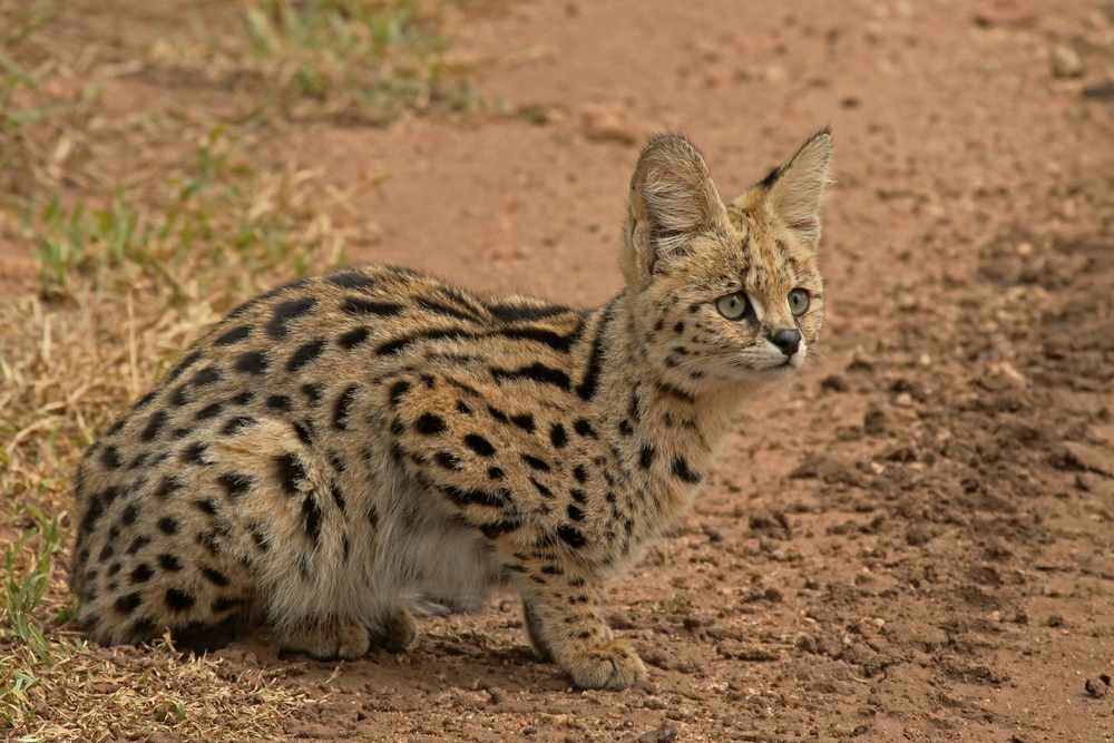 serval in the Serengeti