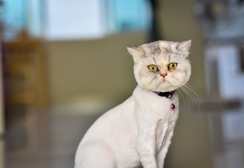 shaved persian cat