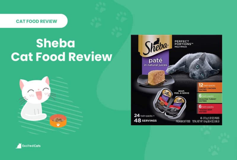 sheba review