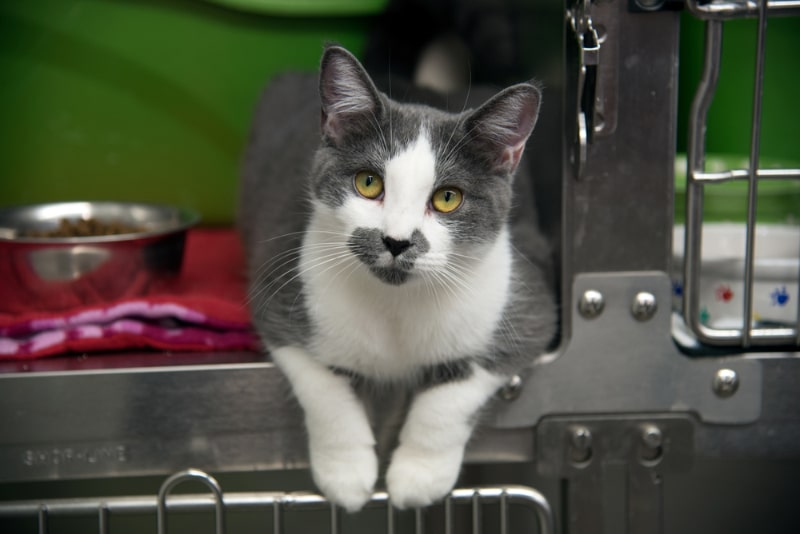 shelter cat resting in the cage