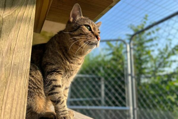 short haired domestic cat sitting outside in fenced