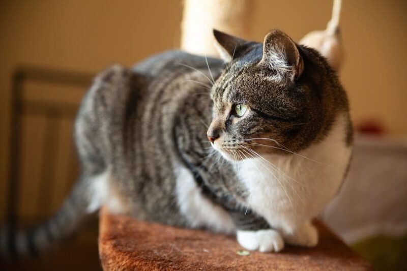 short-haired domestic tabby cat with a white patch_Akkulina_shutterstock