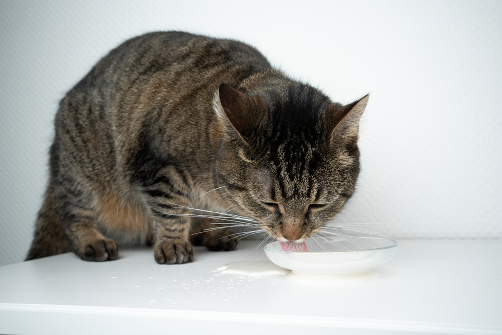 shorthair tabby drinking from small bowl