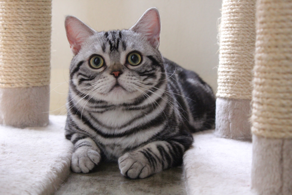 american shorthair cat