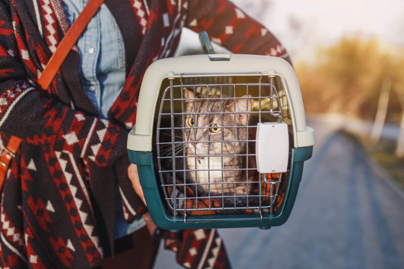 cat lying in plastic carrier outdoors