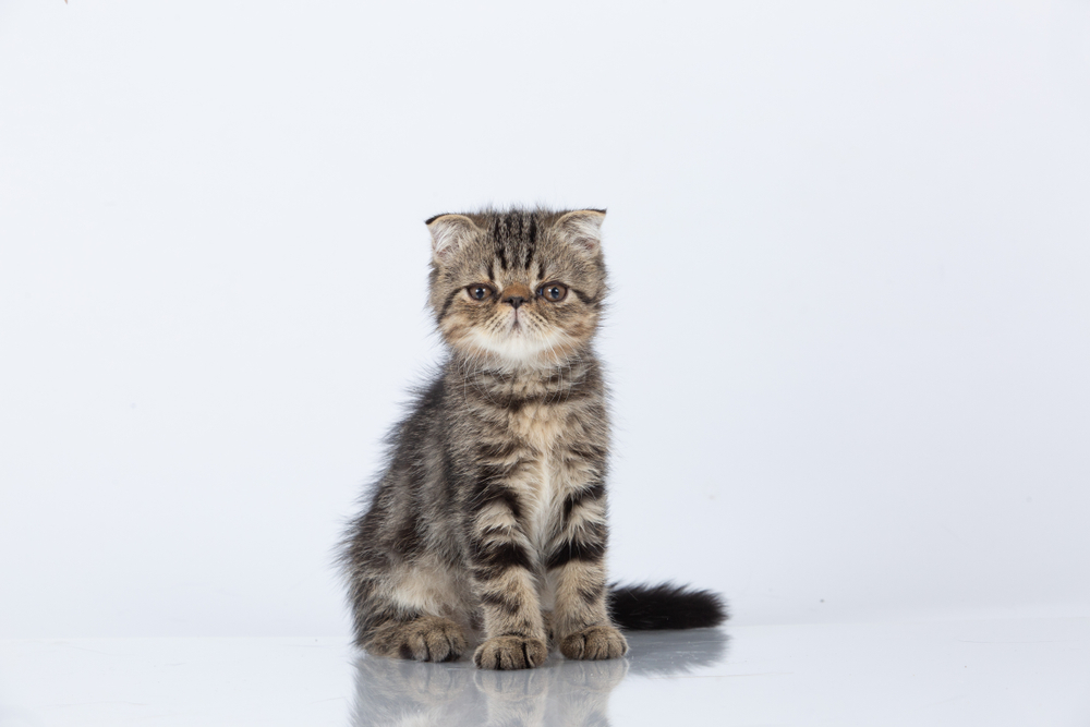 Foldex Brown Tabby Kitten