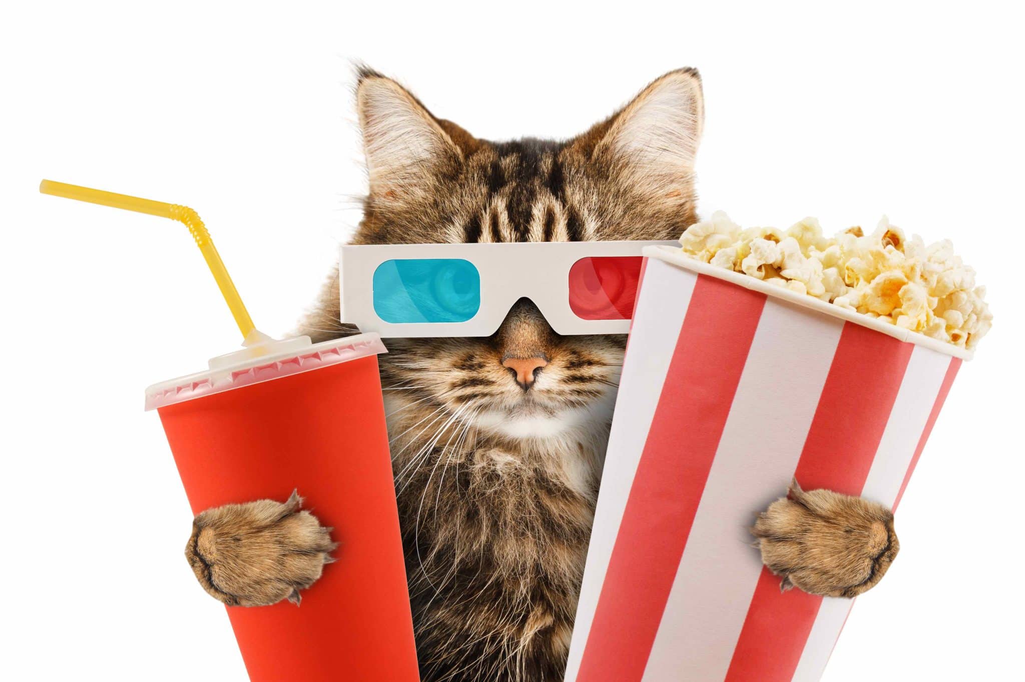 cat movie 3d glasses popcorn
