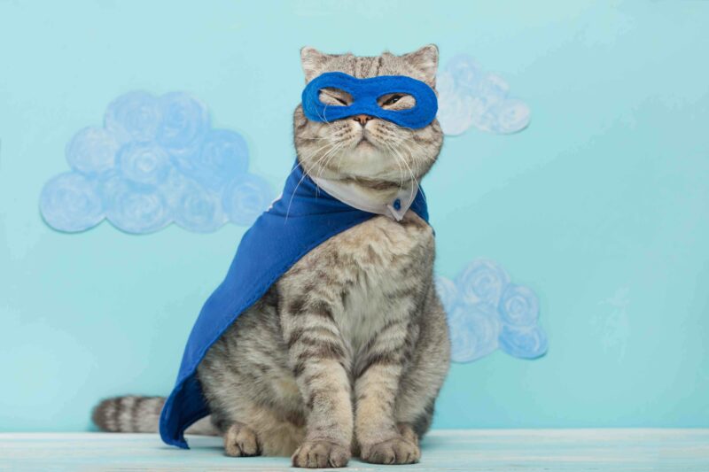 Superhero cat adorable