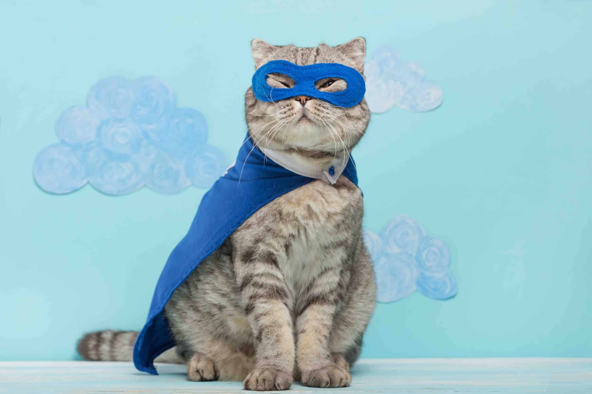 Superhero cat adorable