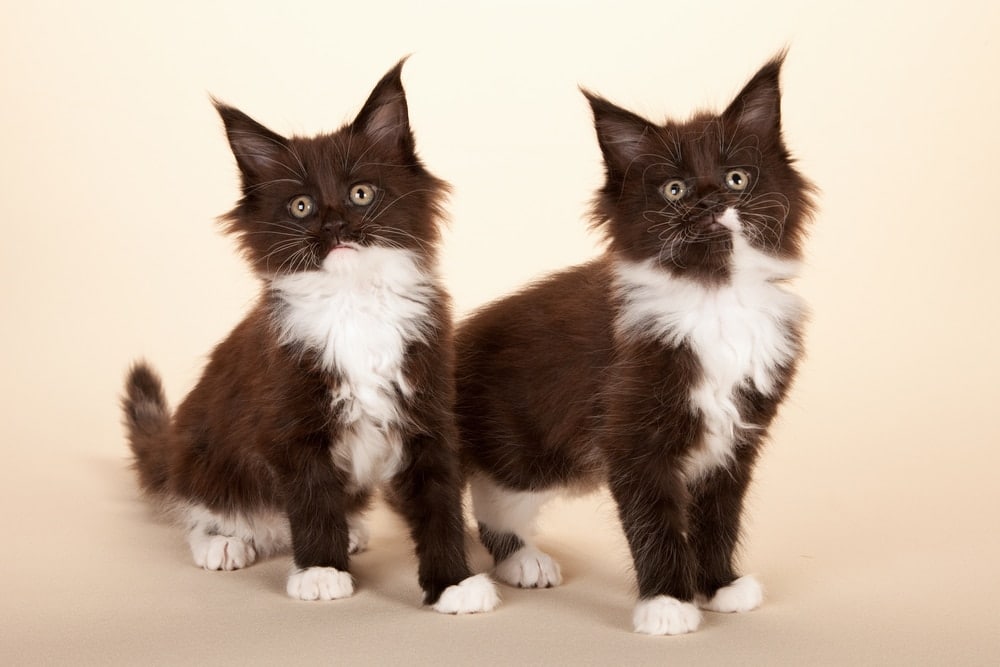 Tuxedo Maine Coon