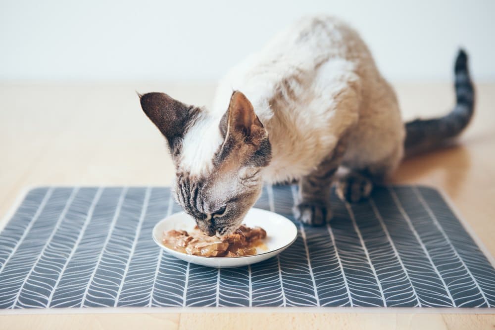 devon rex cat eating