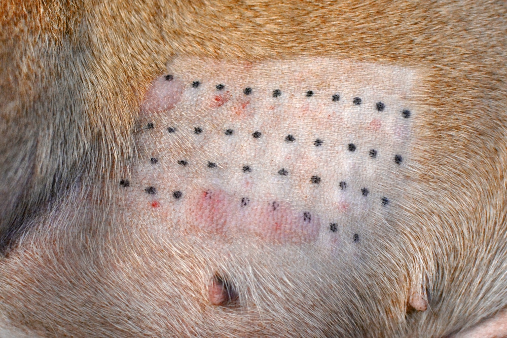Immune response result of an animal intradermic skin allergy test