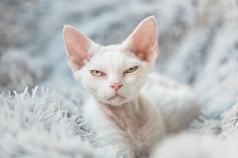 sassy short-haired cat