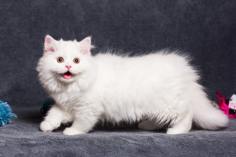 white long-haired munchkin cat