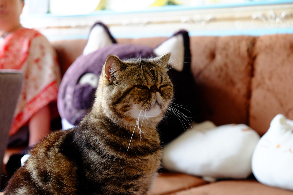 Foldex cat at cat cafe