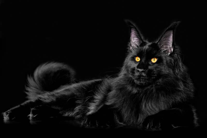 black maine coon kitten on black background