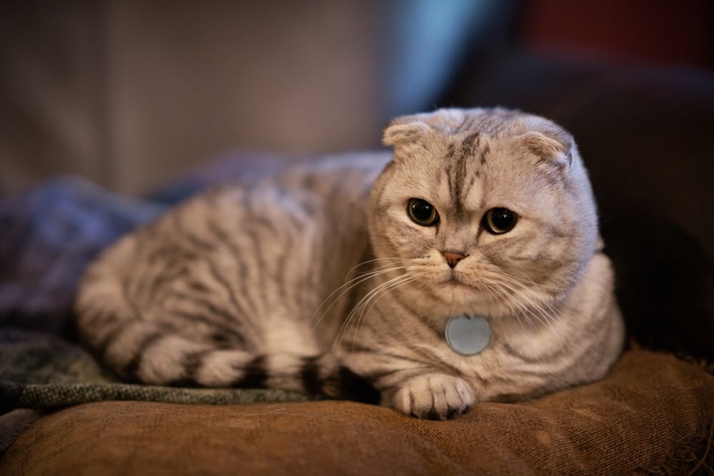 Adorable chubby white and silver scottish fold munchkin