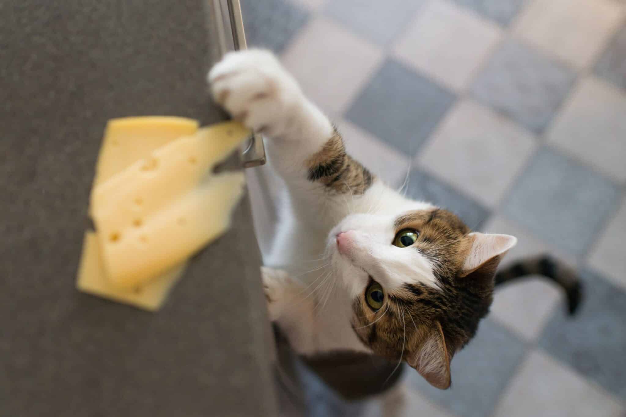 Cat stealing a piece of cheese