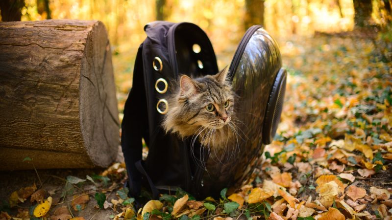 A Siberian cat peeking out of a cat backpack