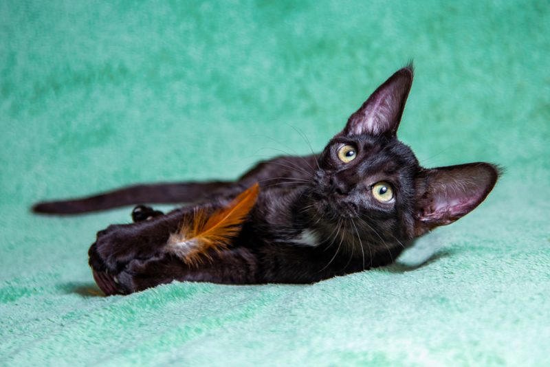 black savannah cat with toy
