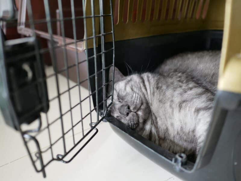 Grey cat fell asleep in crate