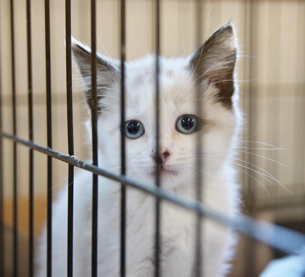 a tiny white kitten