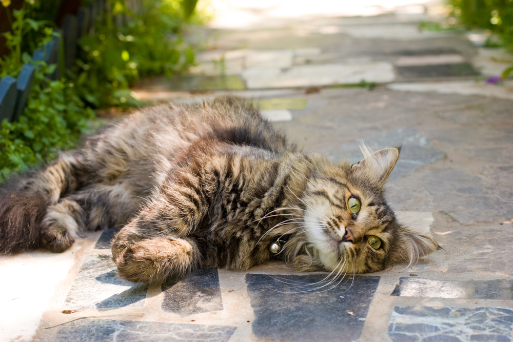 Siberian Cat lying in a summer garden