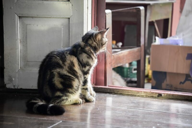 cat in messy house