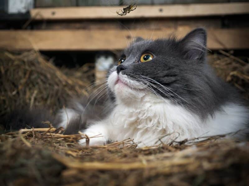 Cat Watches Spider