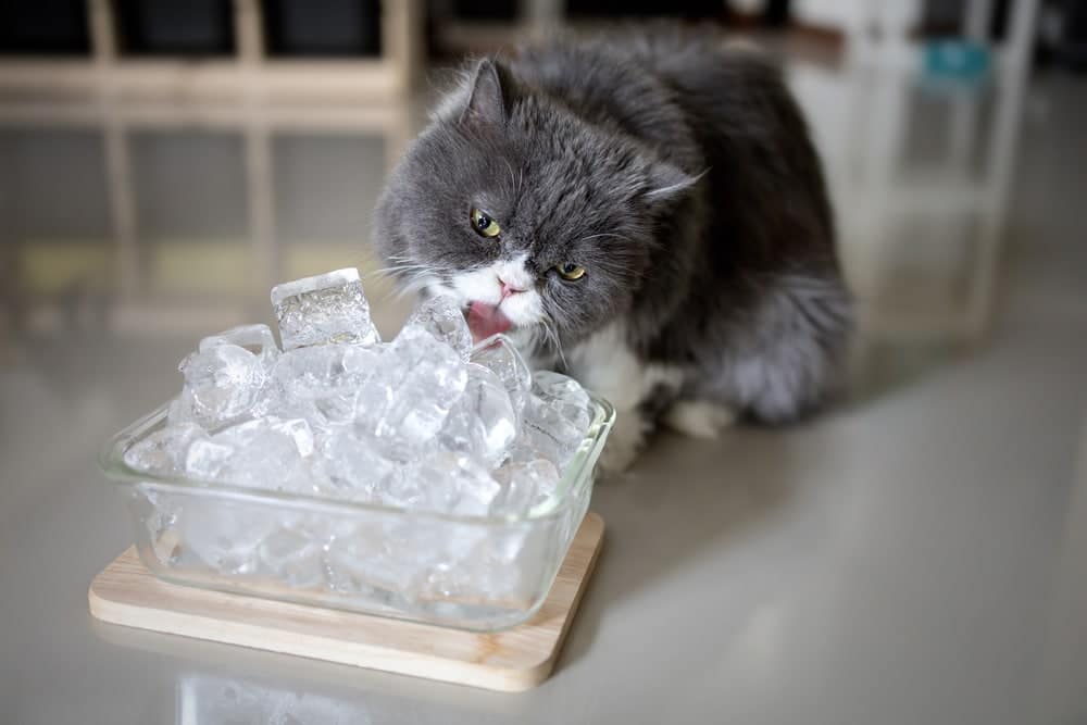 Gray persian cat is licking ice to cool off