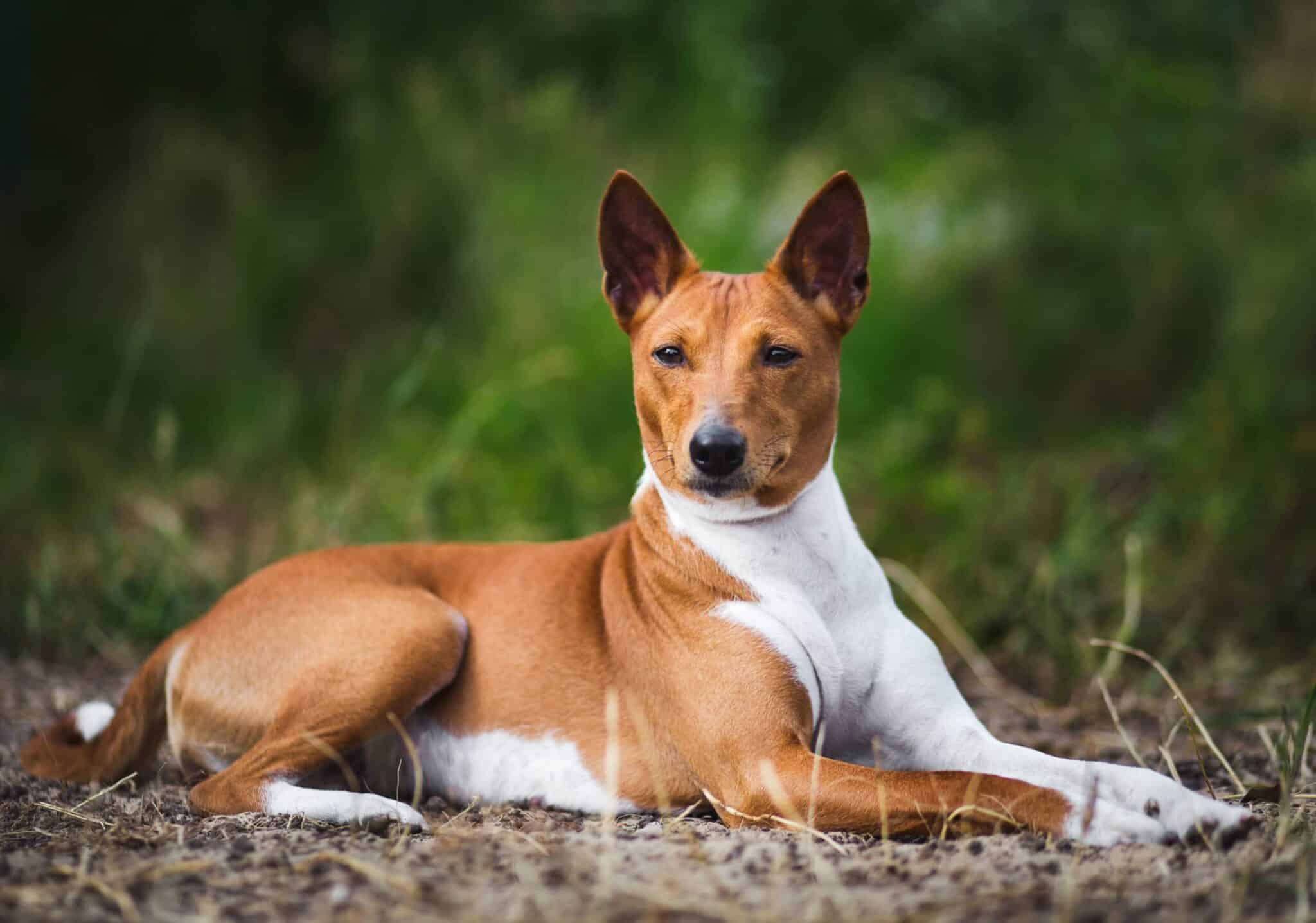 Basenji laying on grass