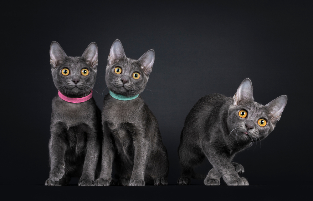 three Korat cat kittens